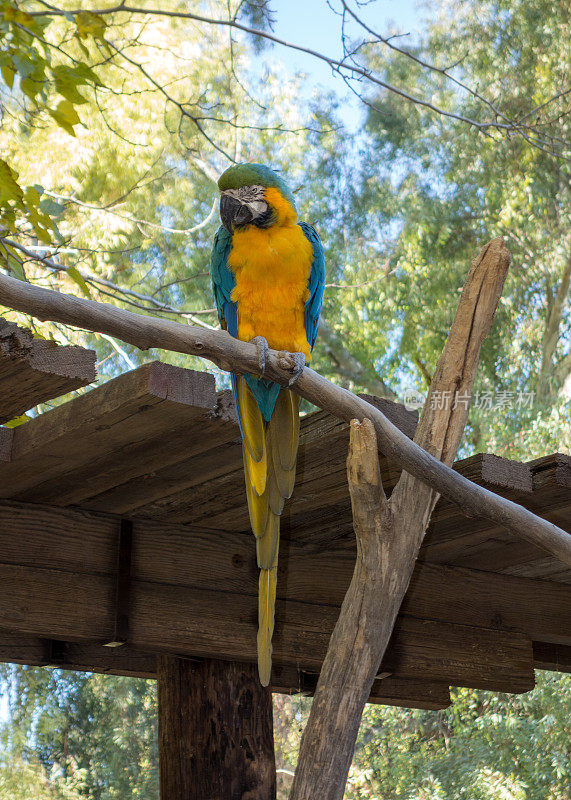 Ara Ararauna或蓝黄金刚鹦鹉